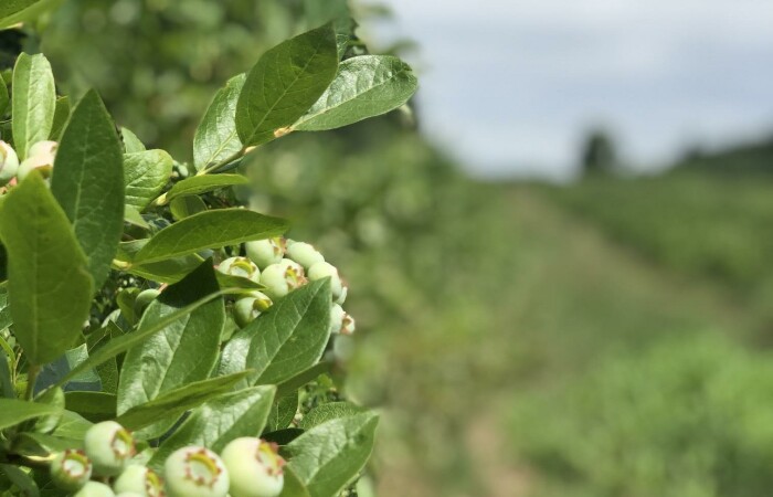 Modlica, Tuszyn, Dom na sprzedaż